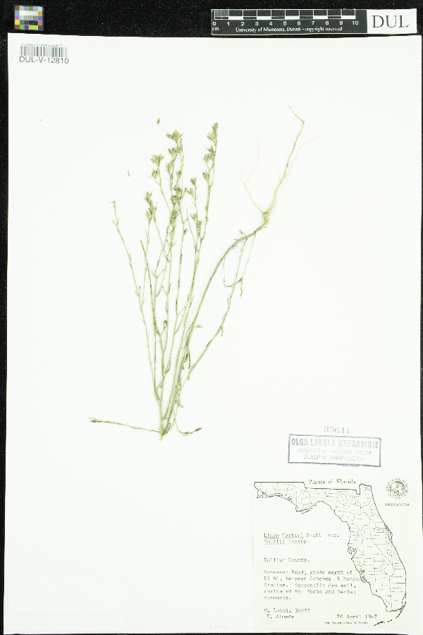 Linum carteri var. smallii image