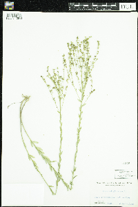 Linum virginianum image