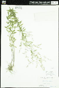 Linum virginianum image