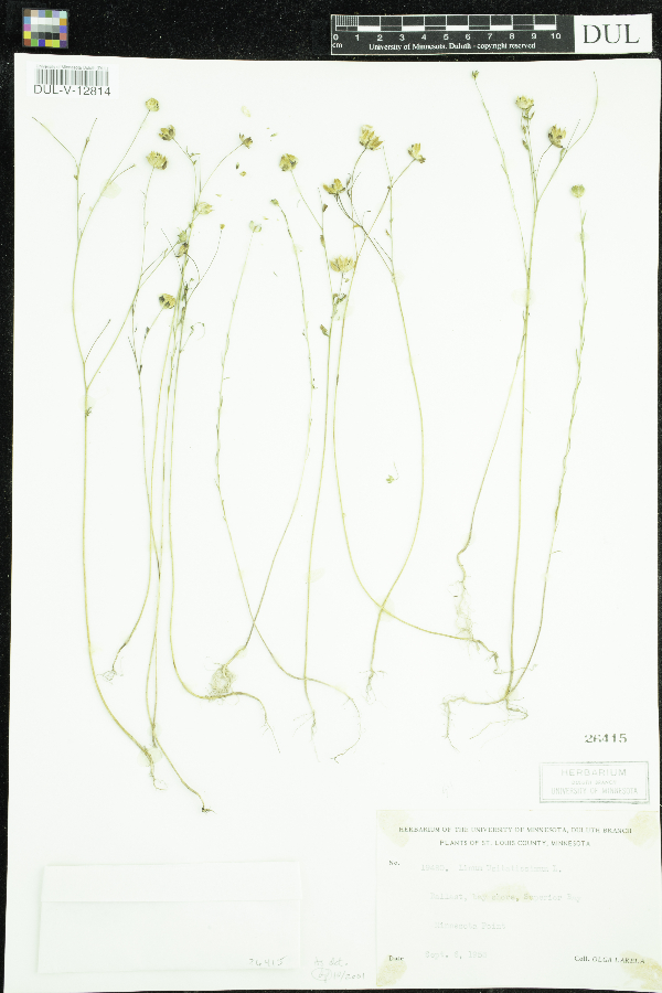 Linum usitatissimum image