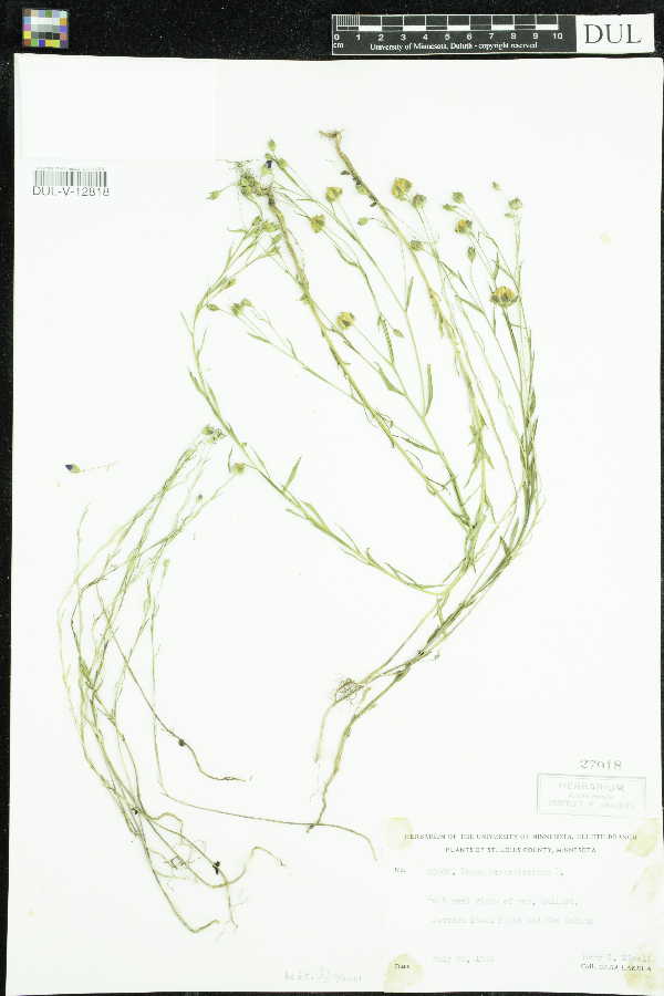 Linum image