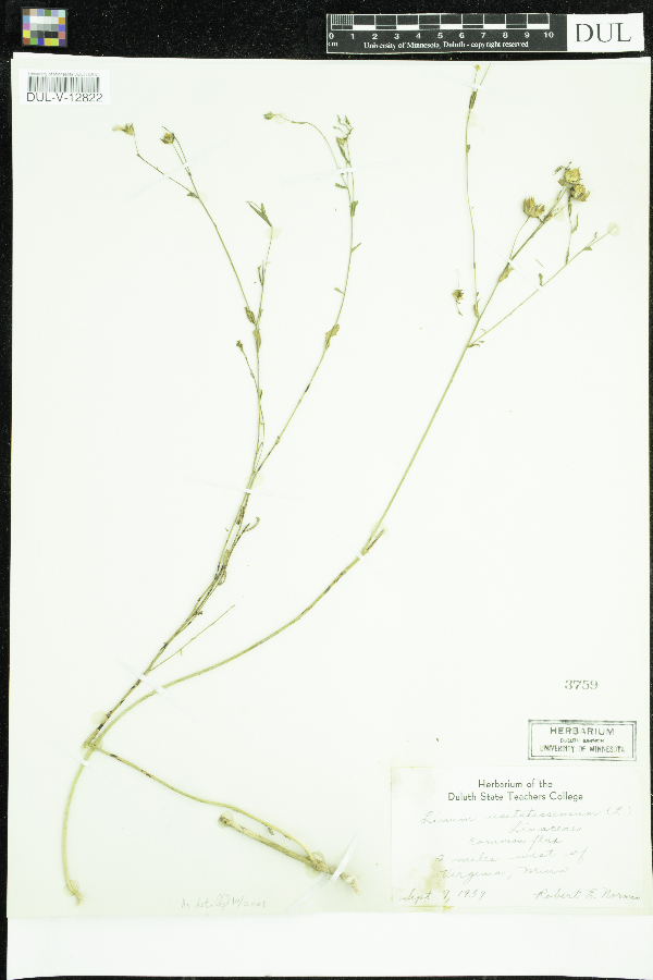 Linum usitatissimum image