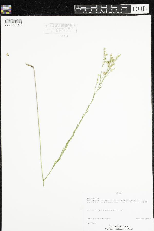 Linum sulcatum image