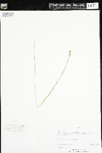 Linum sulcatum image