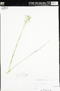 Linum sulcatum image