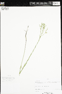 Linum sulcatum image