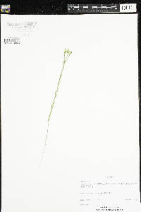 Linum sulcatum image