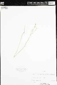 Linum sulcatum image