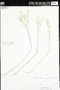 Linum sulcatum image