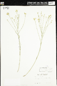 Linum sulcatum image