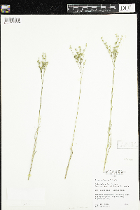 Linum sulcatum image