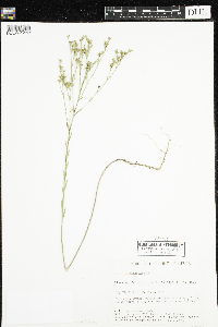 Linum sulcatum image