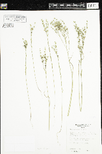 Linum sulcatum image