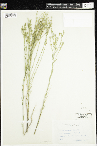 Linum sulcatum image