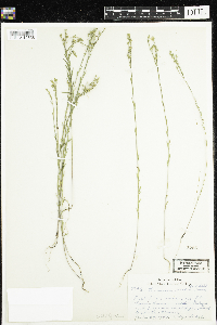 Linum sulcatum image