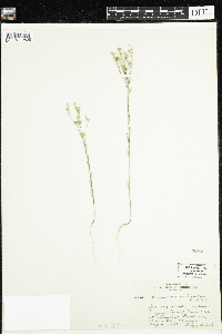 Linum sulcatum image