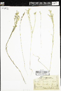 Linum sulcatum image