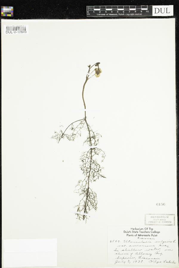 Utricularia macrorhiza image