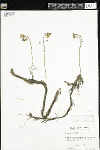 Utricularia vulgaris image