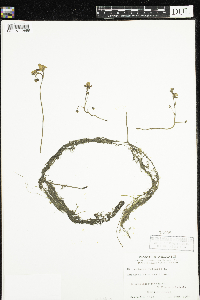 Utricularia vulgaris image