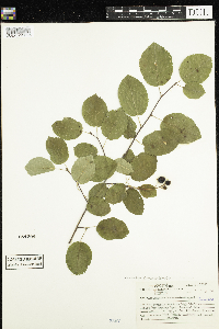 Amelanchier sanguinea image