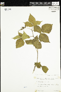 Rubus enslenii image