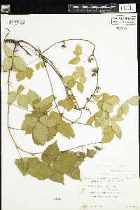 Rubus enslenii image