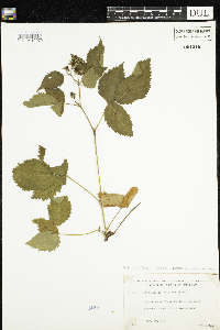 Rubus enslenii image