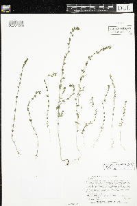 Euphrasia officinalis image