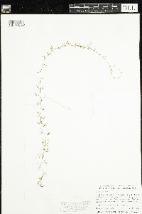 Utricularia minor image