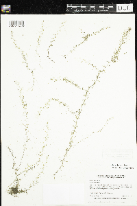 Utricularia minor image