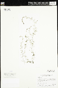 Utricularia minor image