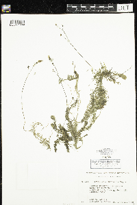 Utricularia intermedia image