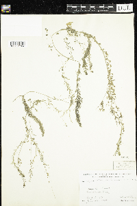 Utricularia intermedia image