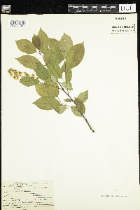 Prunus virginiana image