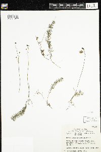 Utricularia intermedia image