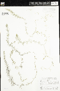 Utricularia intermedia image