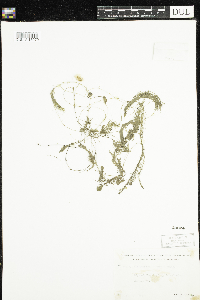 Utricularia intermedia image