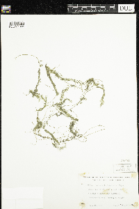 Utricularia intermedia image