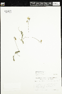 Utricularia intermedia image