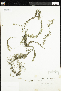 Utricularia intermedia image