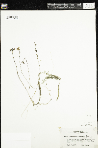 Utricularia intermedia image