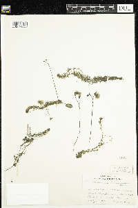 Utricularia intermedia image