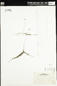 Utricularia intermedia image