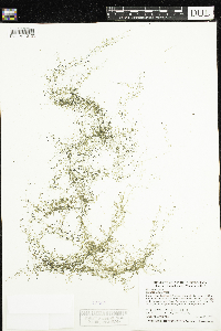 Utricularia gibba image