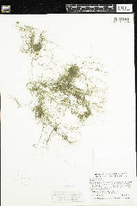 Utricularia gibba image