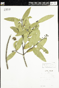 Umbellularia californica image