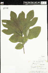 Sassafras albidum image