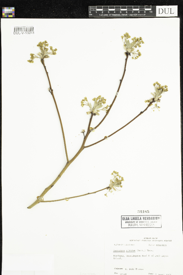 Sassafras albidum image