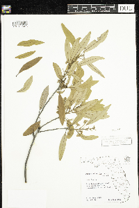 Image of Persea palustris